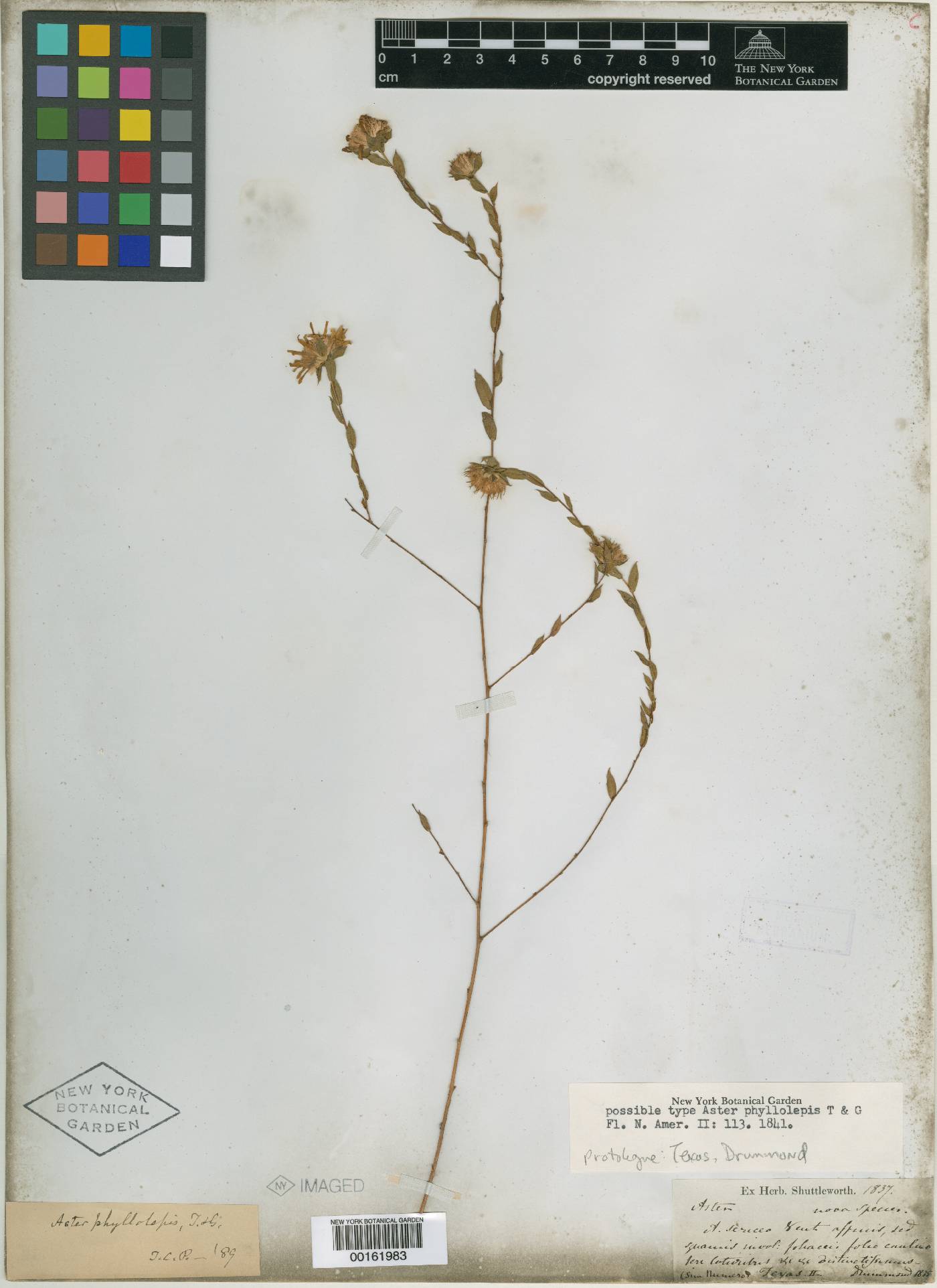 Aster phyllolepis image