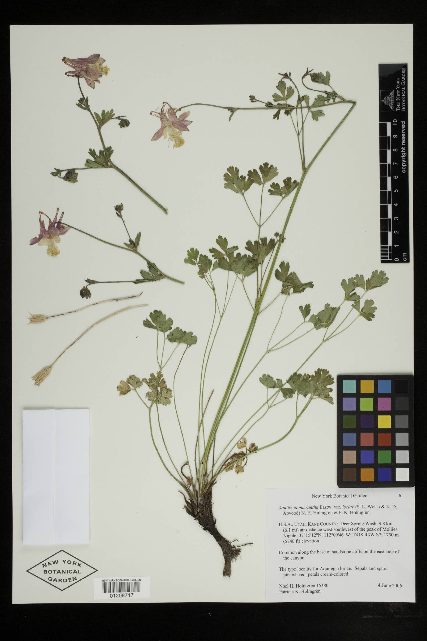 Aquilegia micrantha var. loriae image