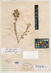 Audibertiella argentea image