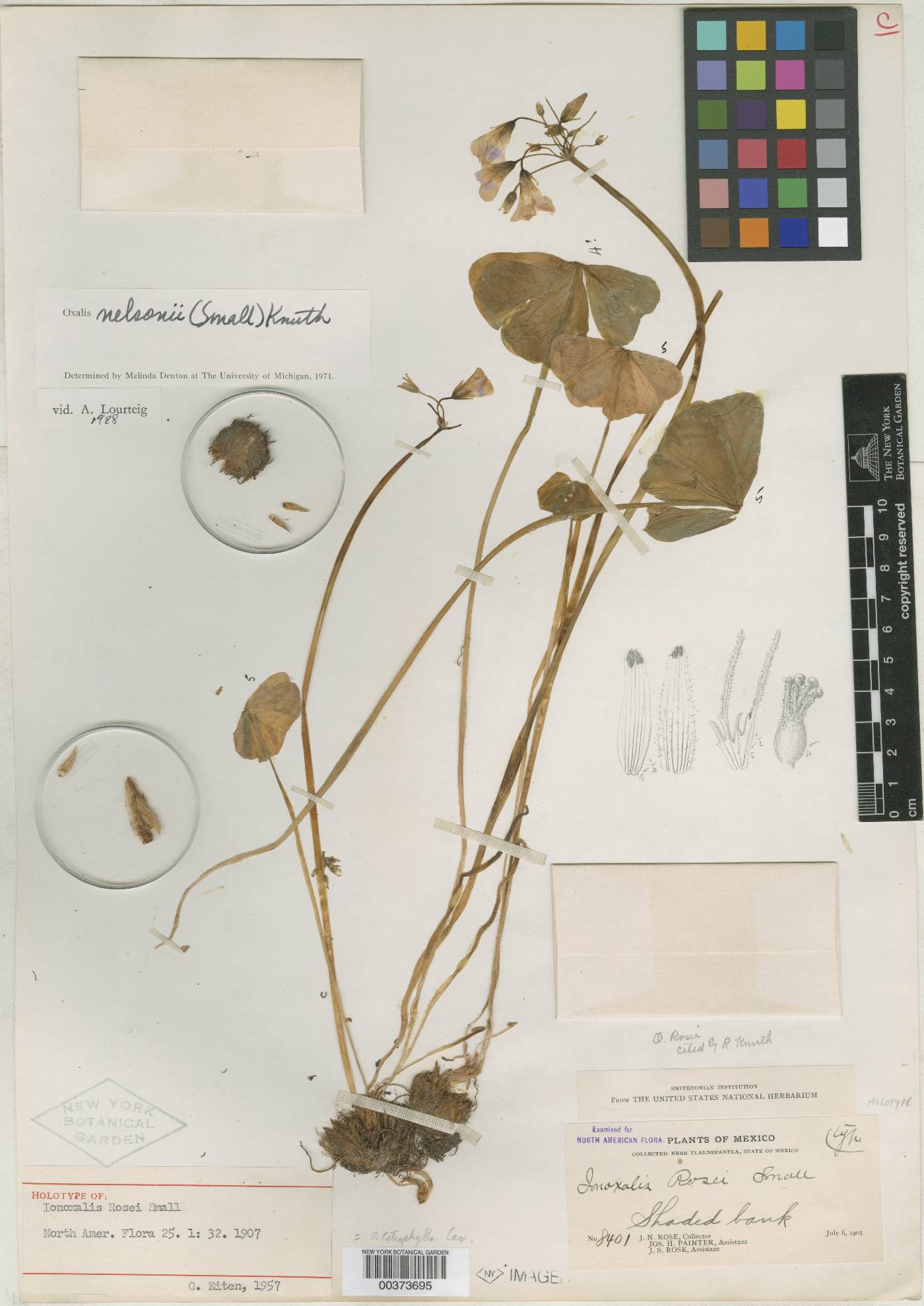 Oxalis nelsonii image