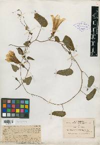 Ipomoea dimorphophylla image