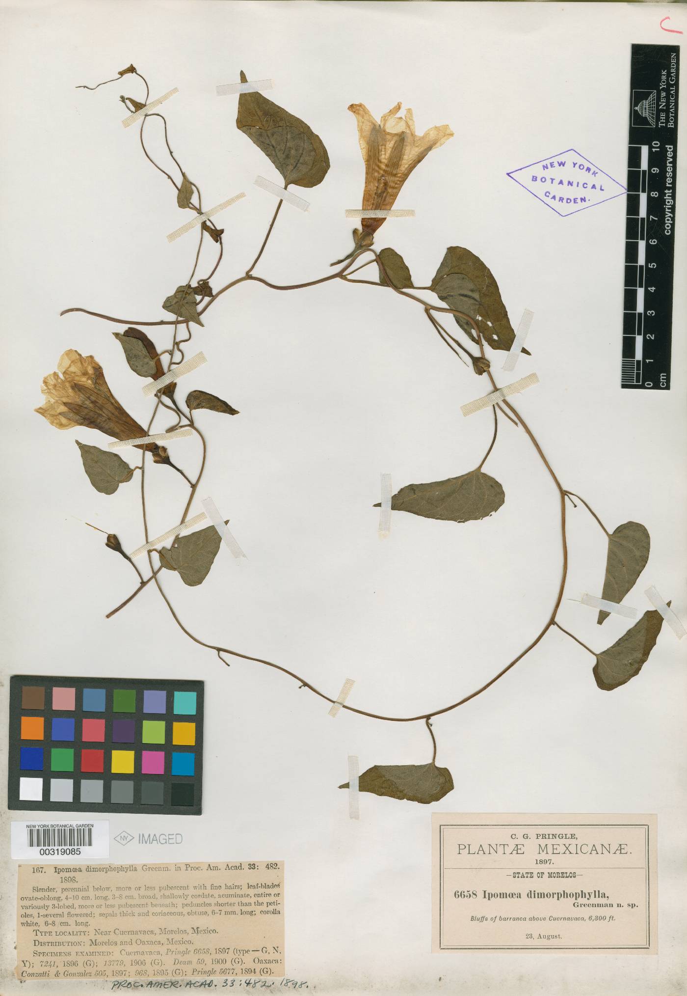 Ipomoea proxima image