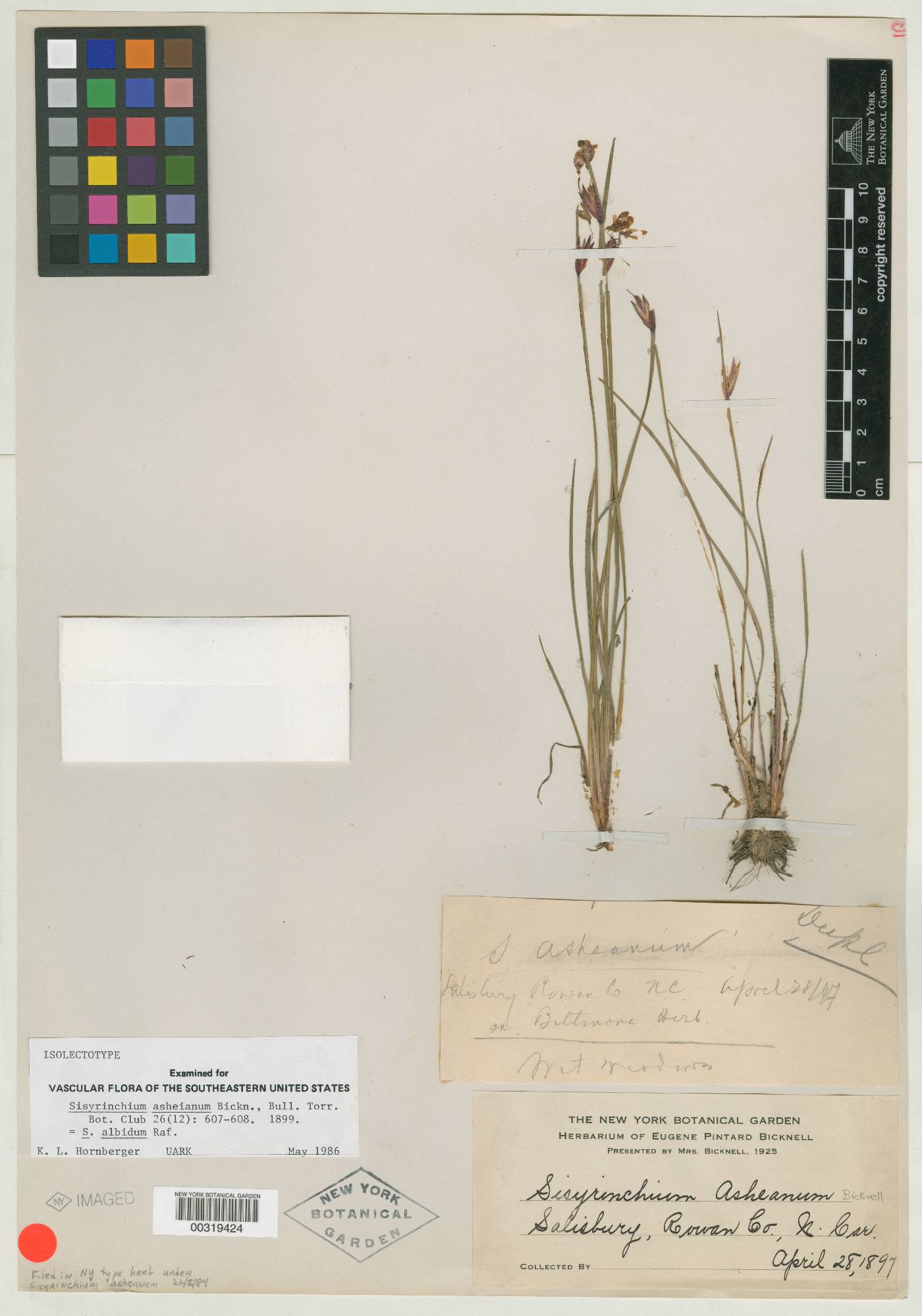 Sisyrinchium asheianum image