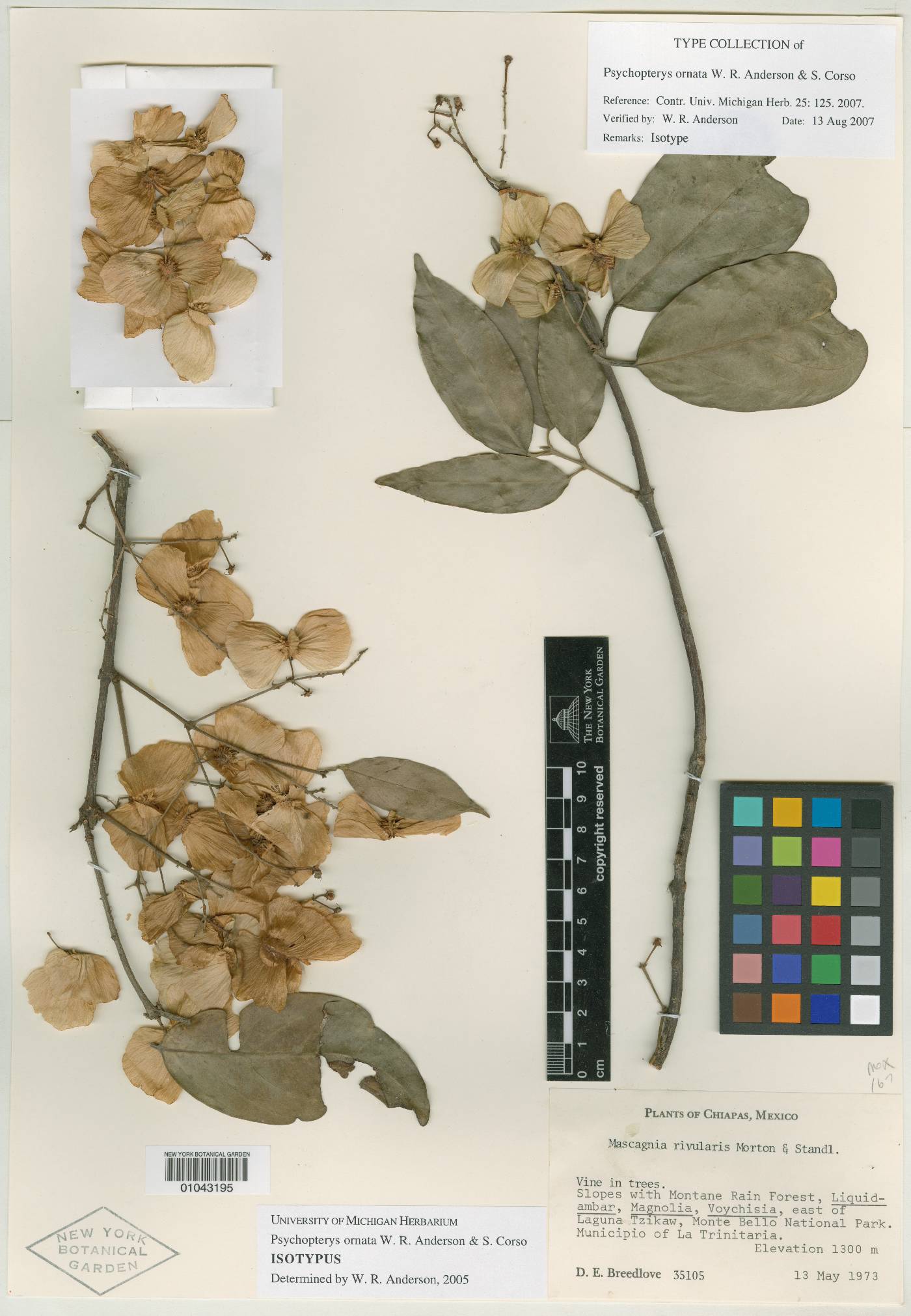 Psychopterys ornata image