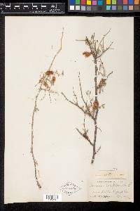 Mimosa laxiflora image