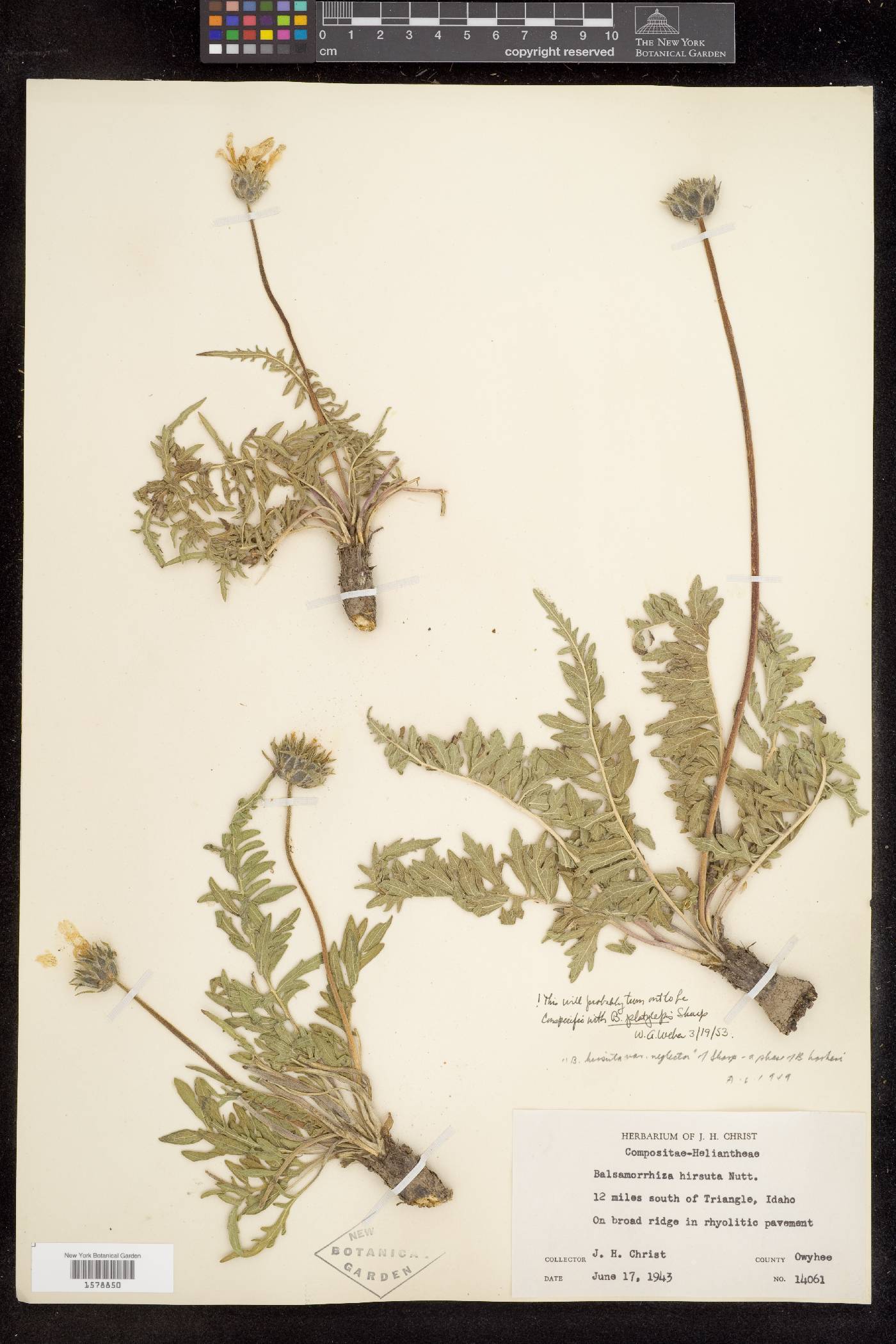 Balsamorhiza hookeri image