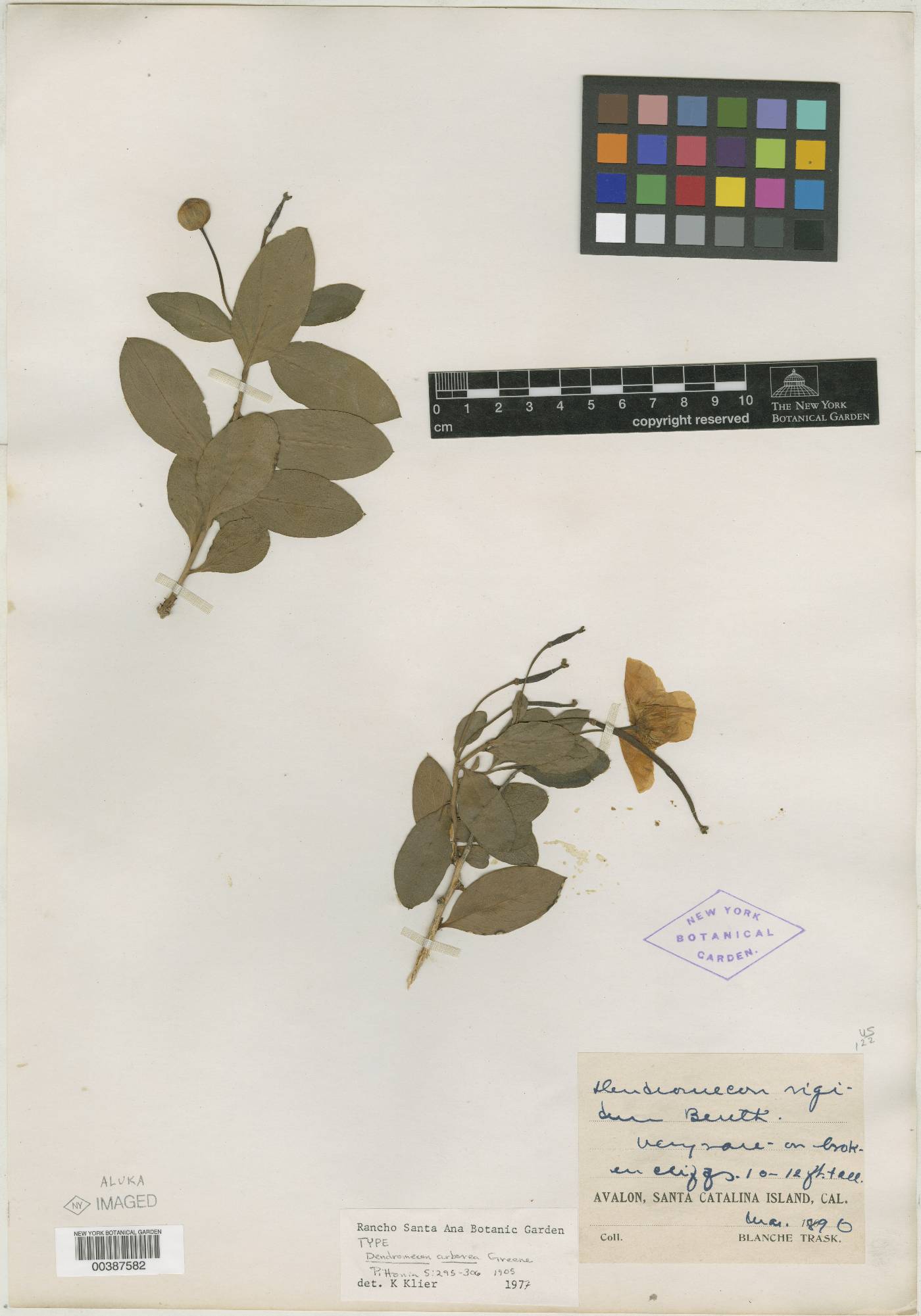 Dendromecon arborea image