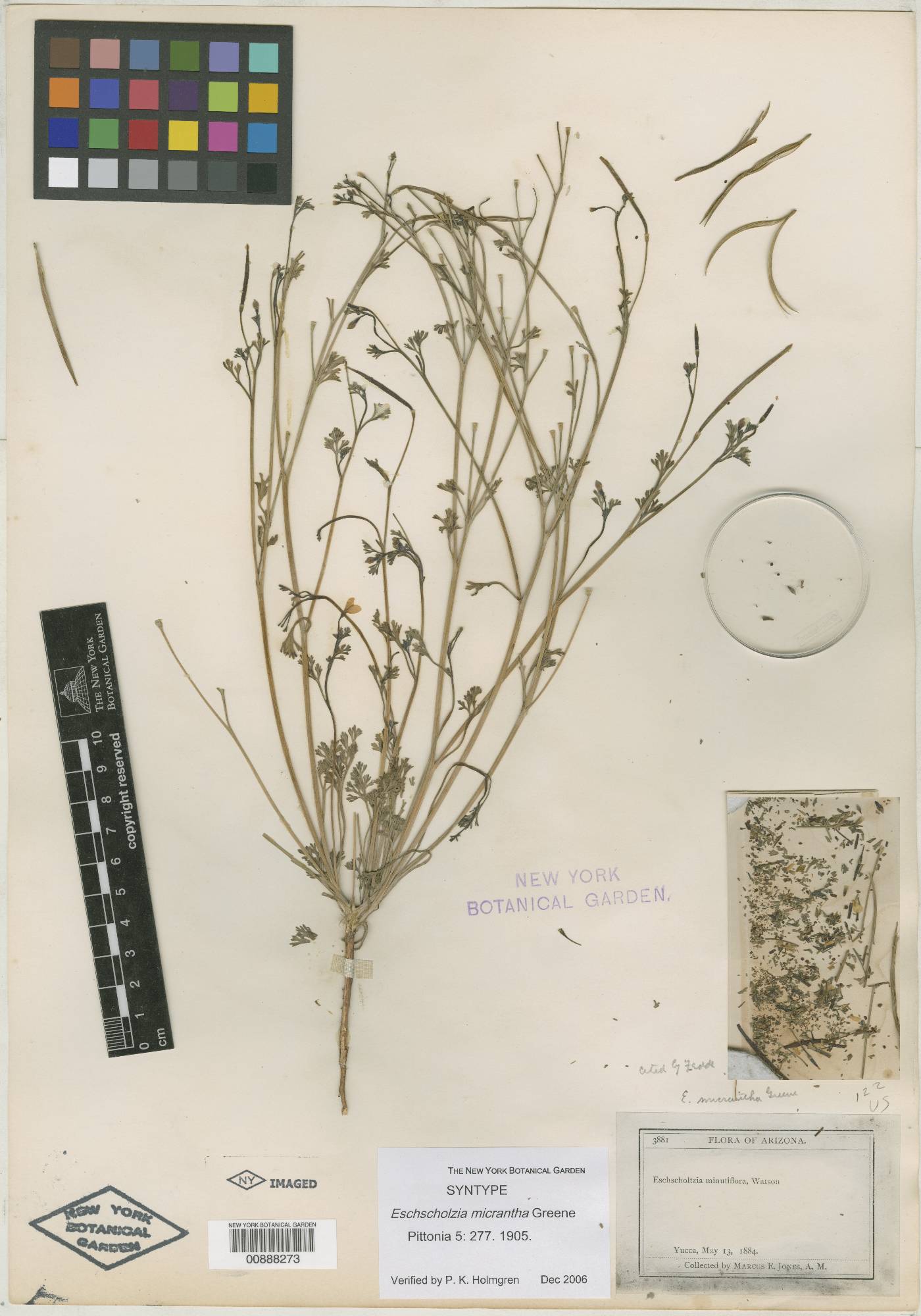 Eschscholzia micrantha image