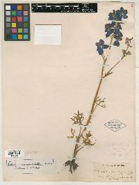 Delphinium apiculatum image