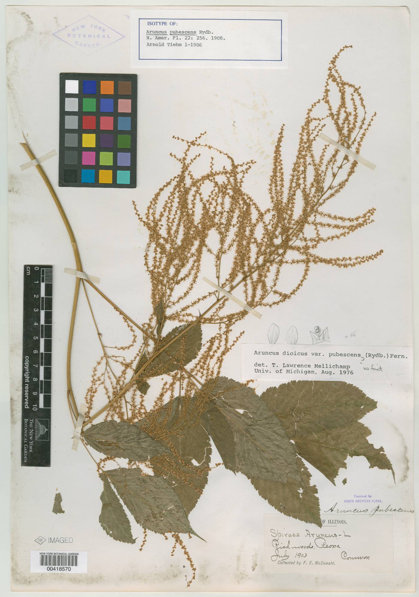 Aruncus pubescens image