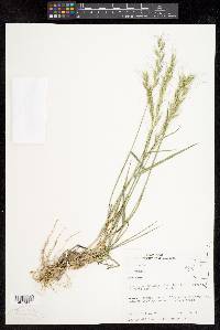 Elymus sierrae image