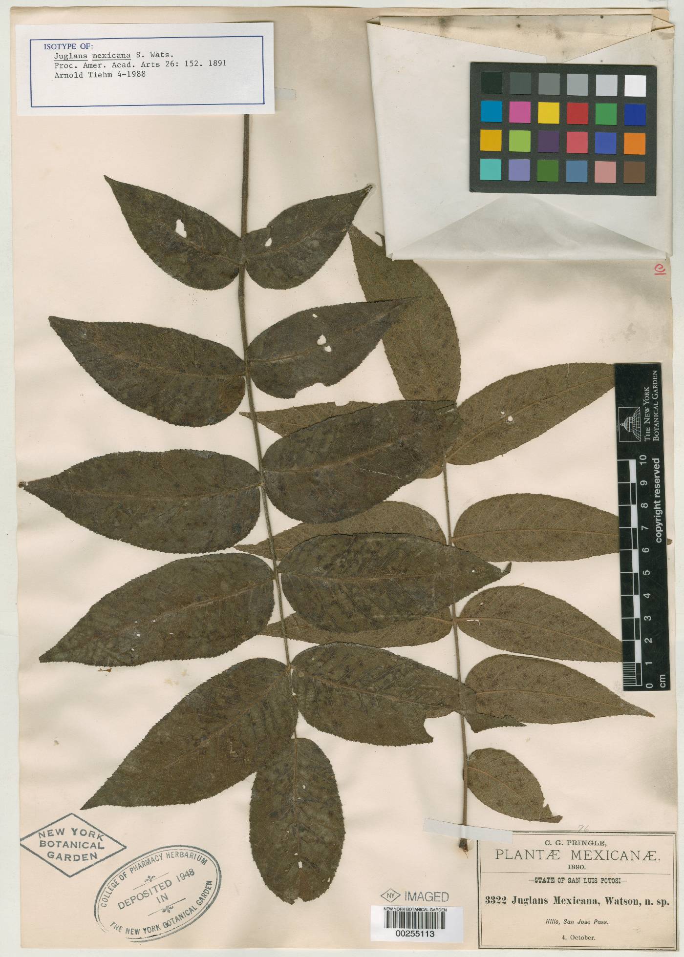 Juglans mollis image