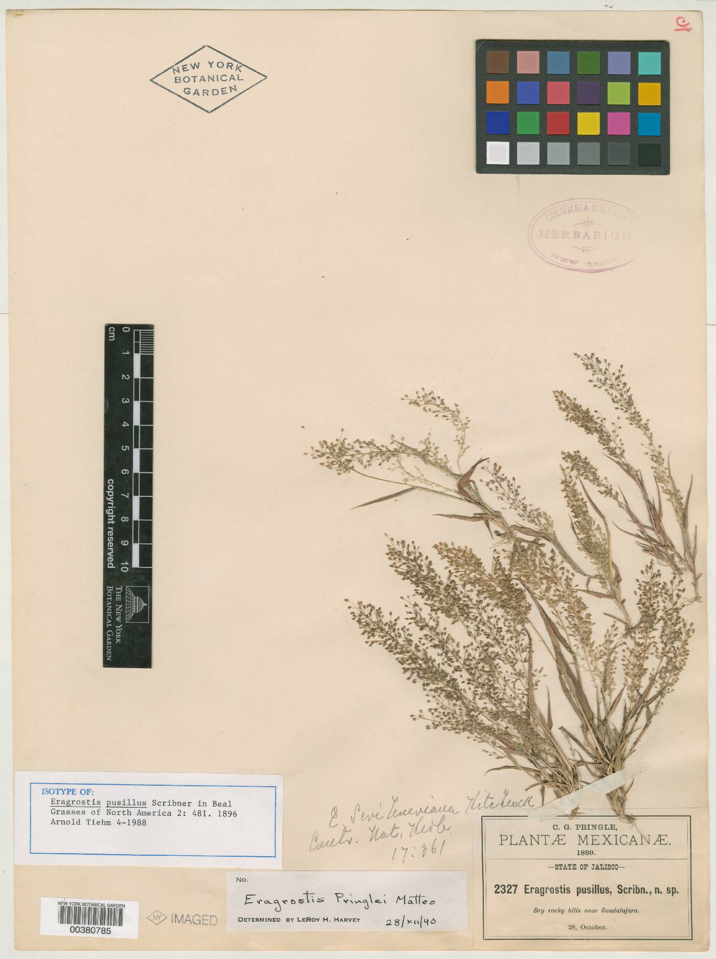 Eragrostis pusilla image