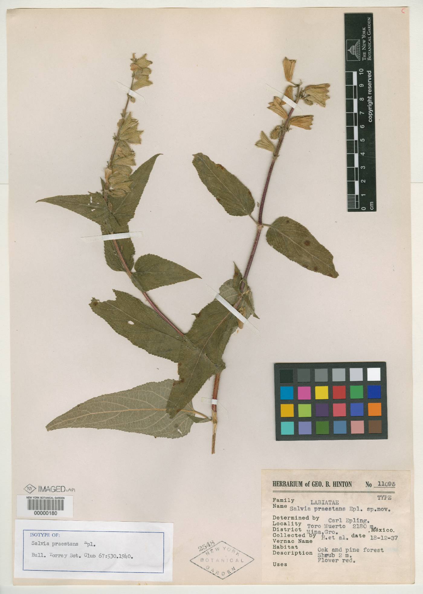 Salvia praestans image