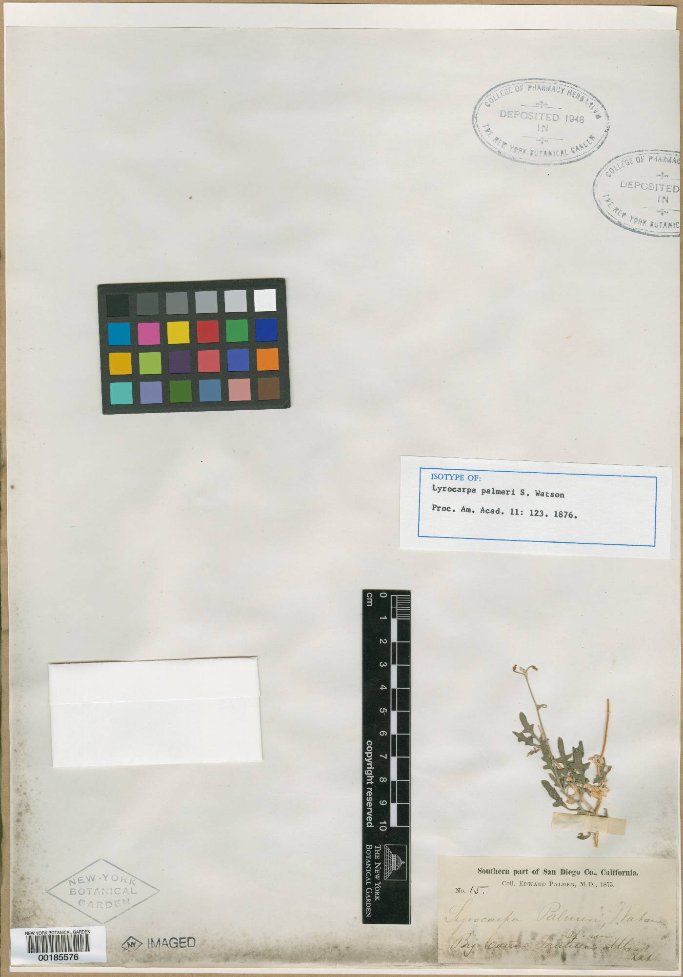 Lyrocarpa palmeri image