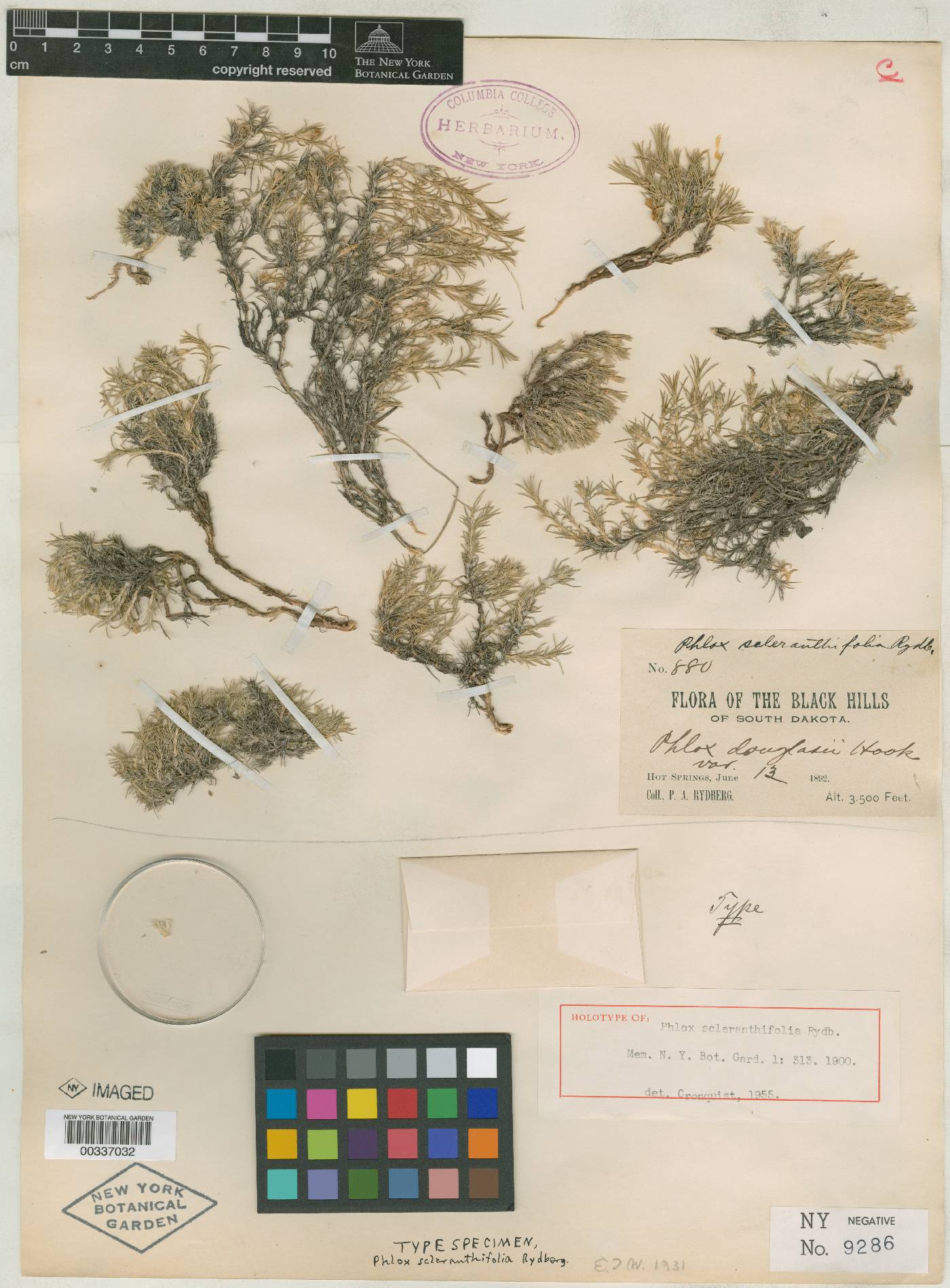 Phlox scleranthifolia image