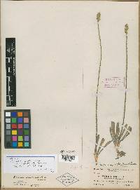 Elytraria virgata image