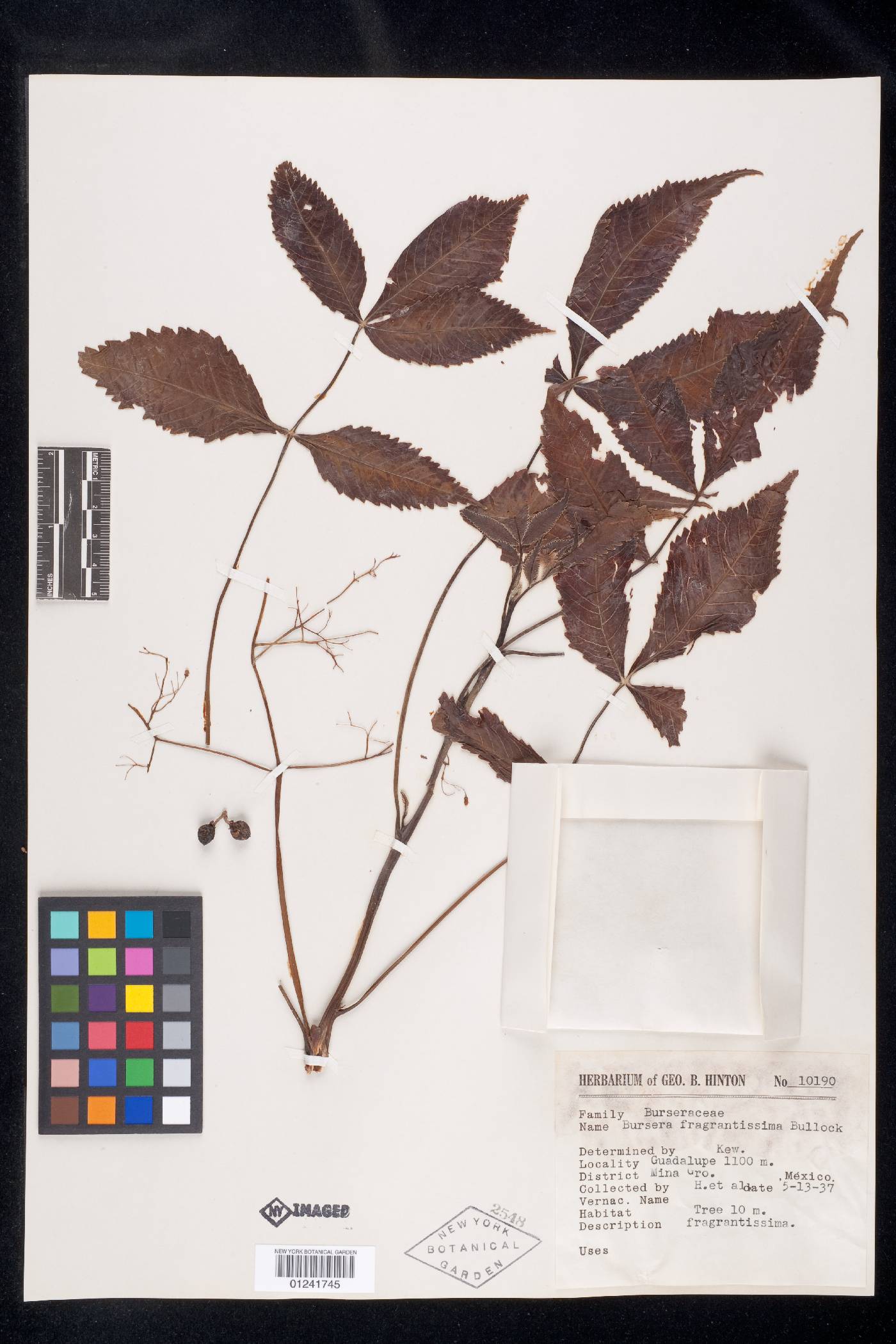Bursera fragrantissima image