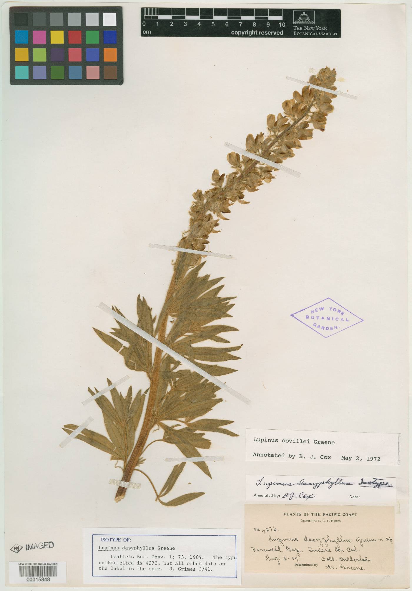 Lupinus dasyphyllus image