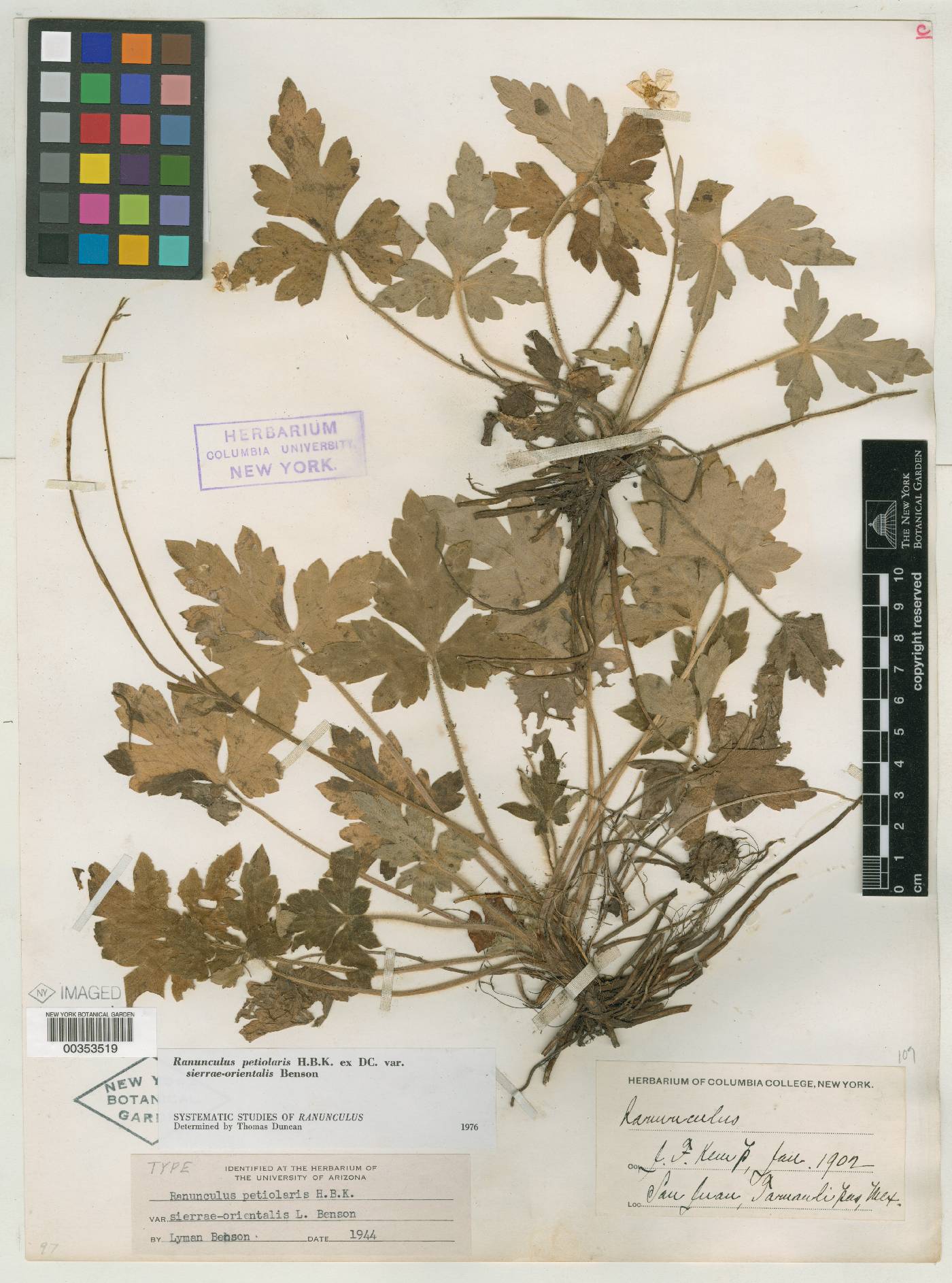 Ranunculus sierrae-orientalis image