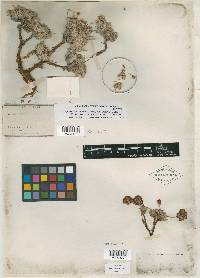 Eriogonum pulvinatum image