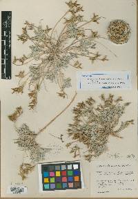 Astragalus missouriensis var. mimetes image