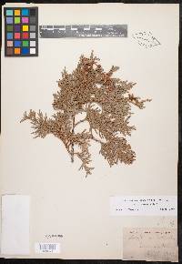 Thuja occidentalis image