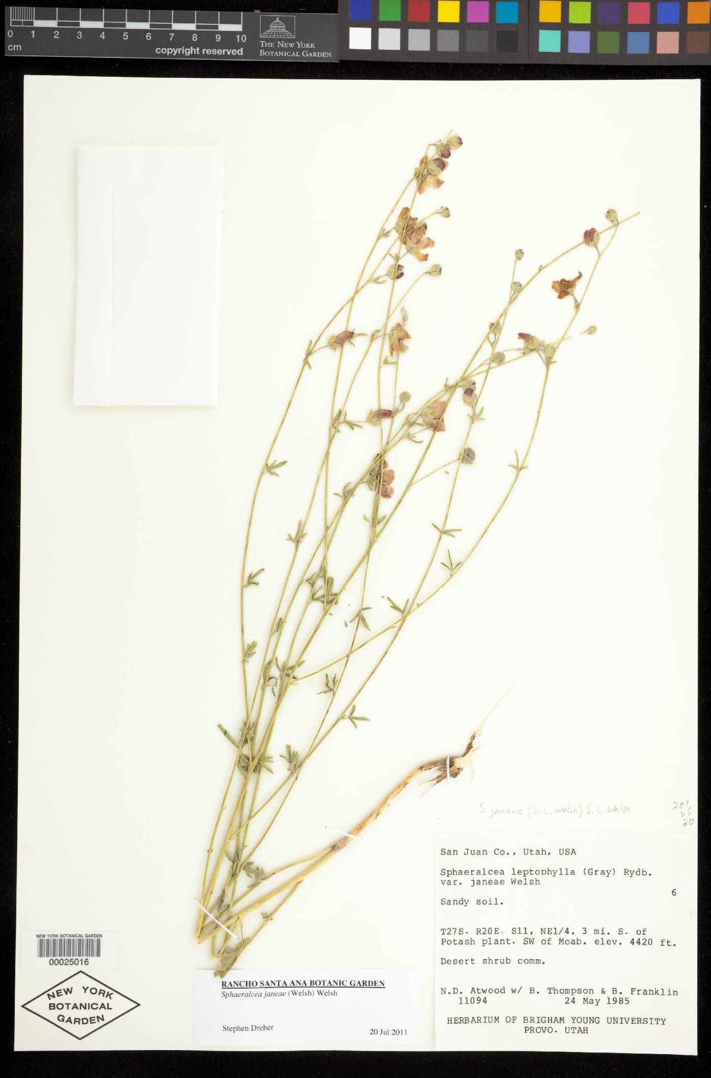 Sphaeralcea janeae image