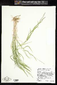 Muhlenbergia mexicana image