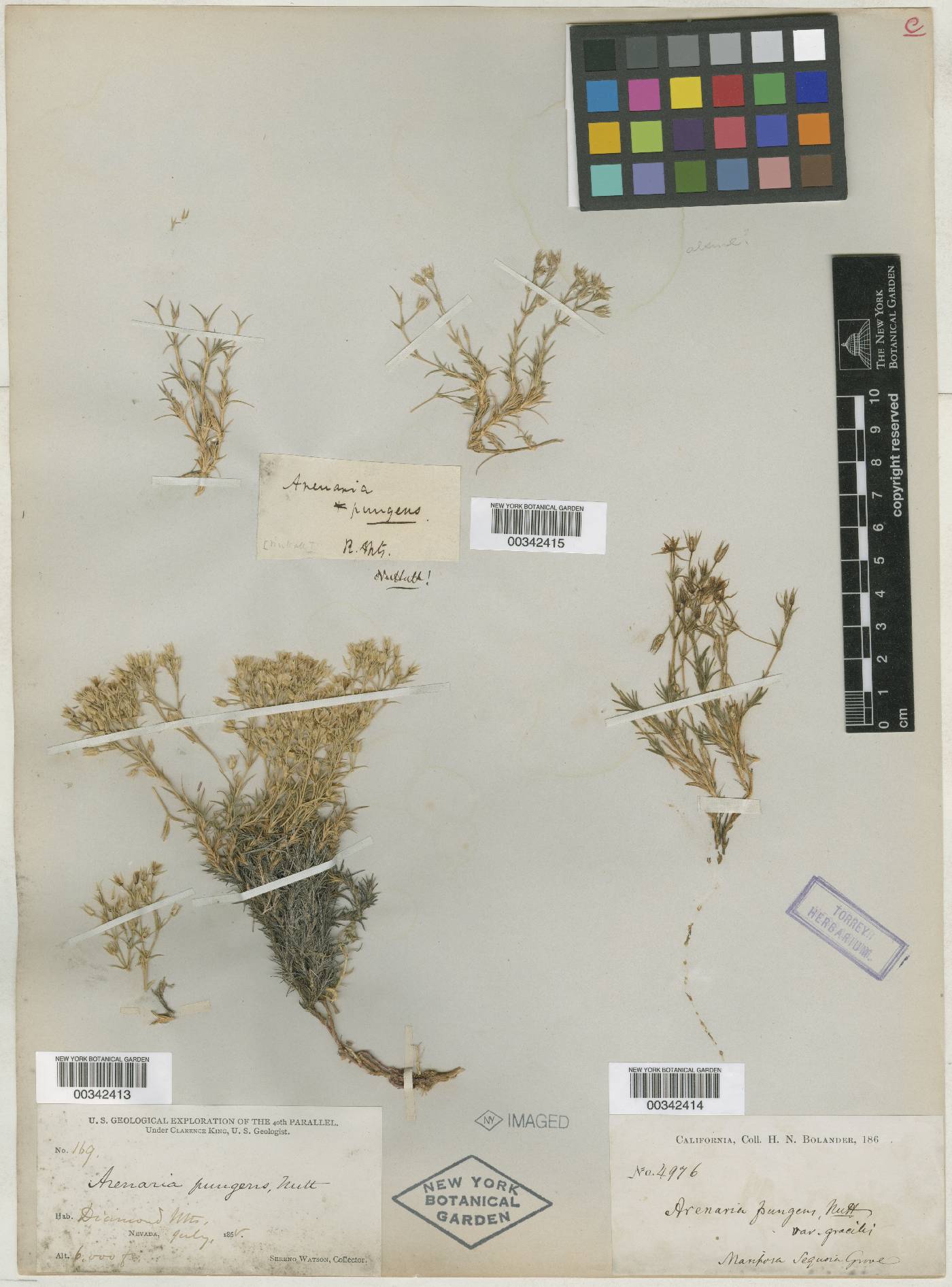 Minuartia pungens image