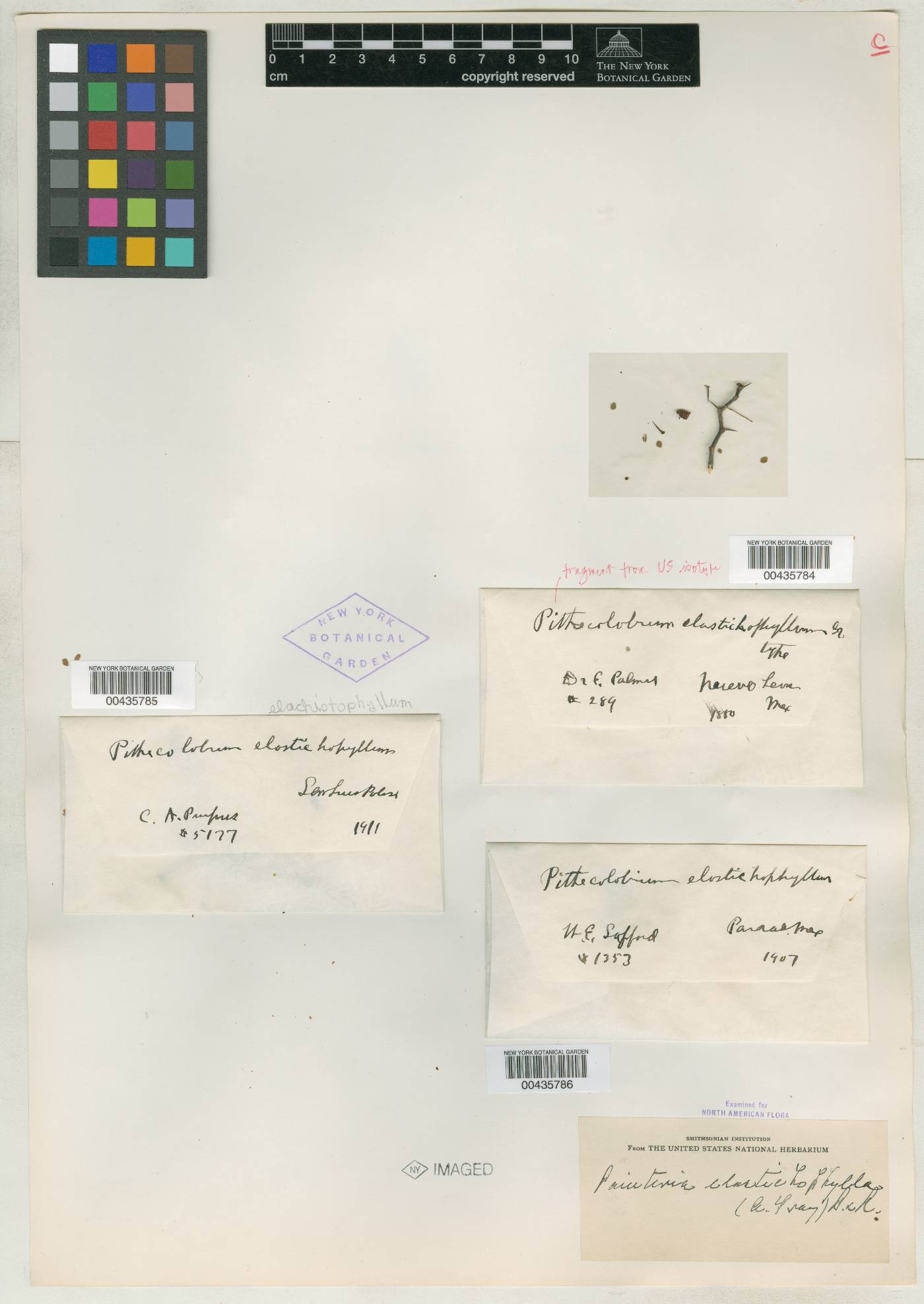 Pithecellobium elachistophyllum image