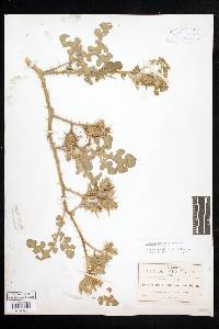 Solanum fructu-tecto image