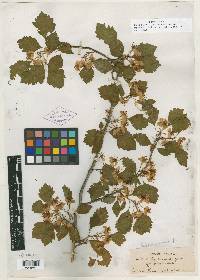 Crataegus robur image