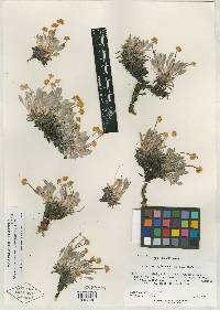 Eriogonum capistratum image