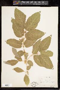 Lonicera involucrata image