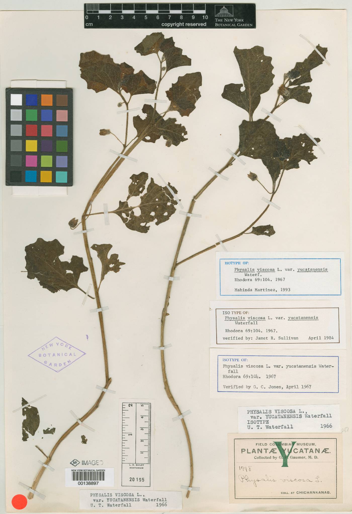 Physalis cinerascens image