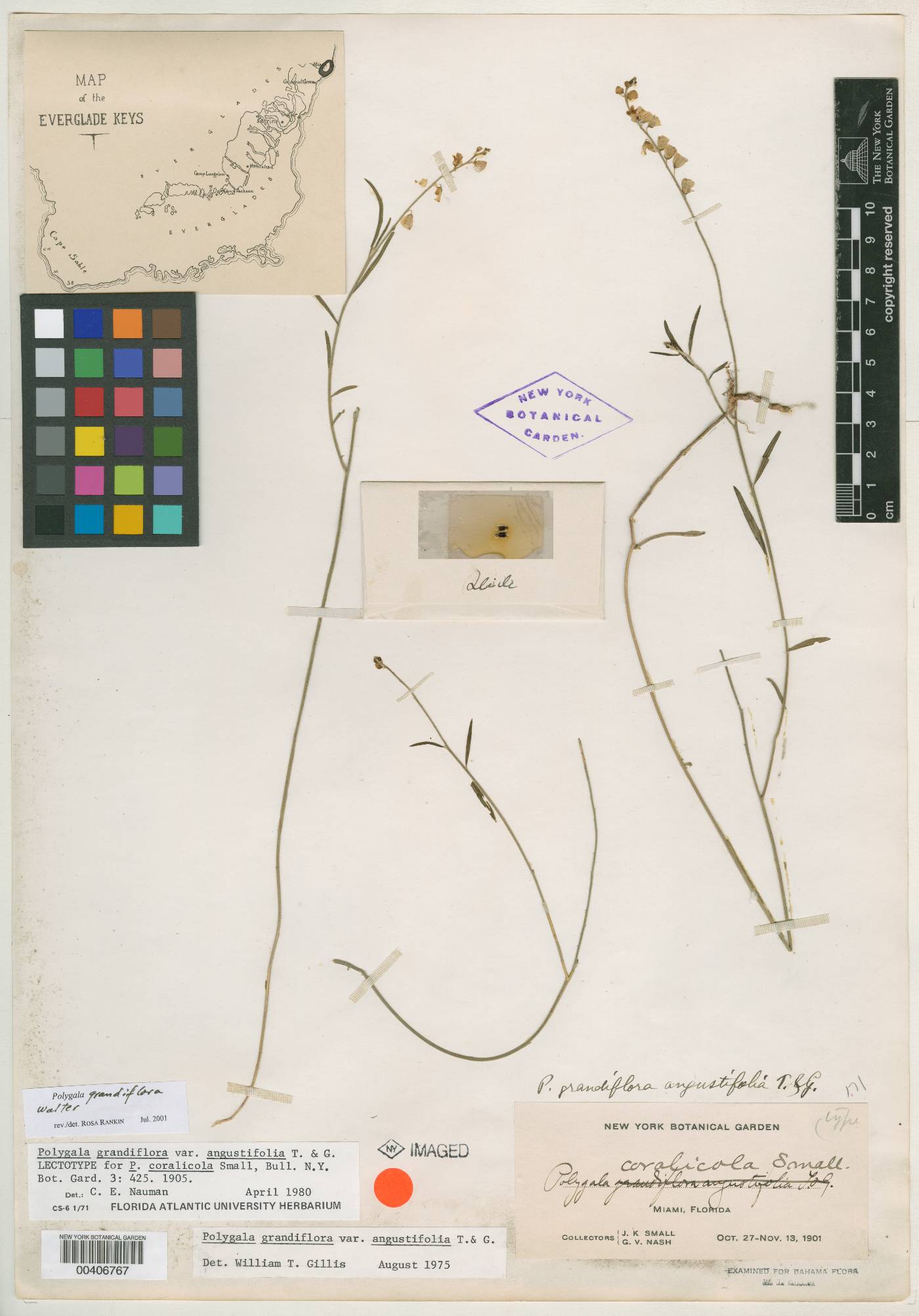 Polygala corallicola image
