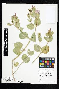 Mirabilis multiflora image