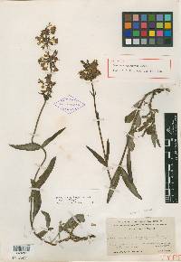 Penstemon rydbergii image