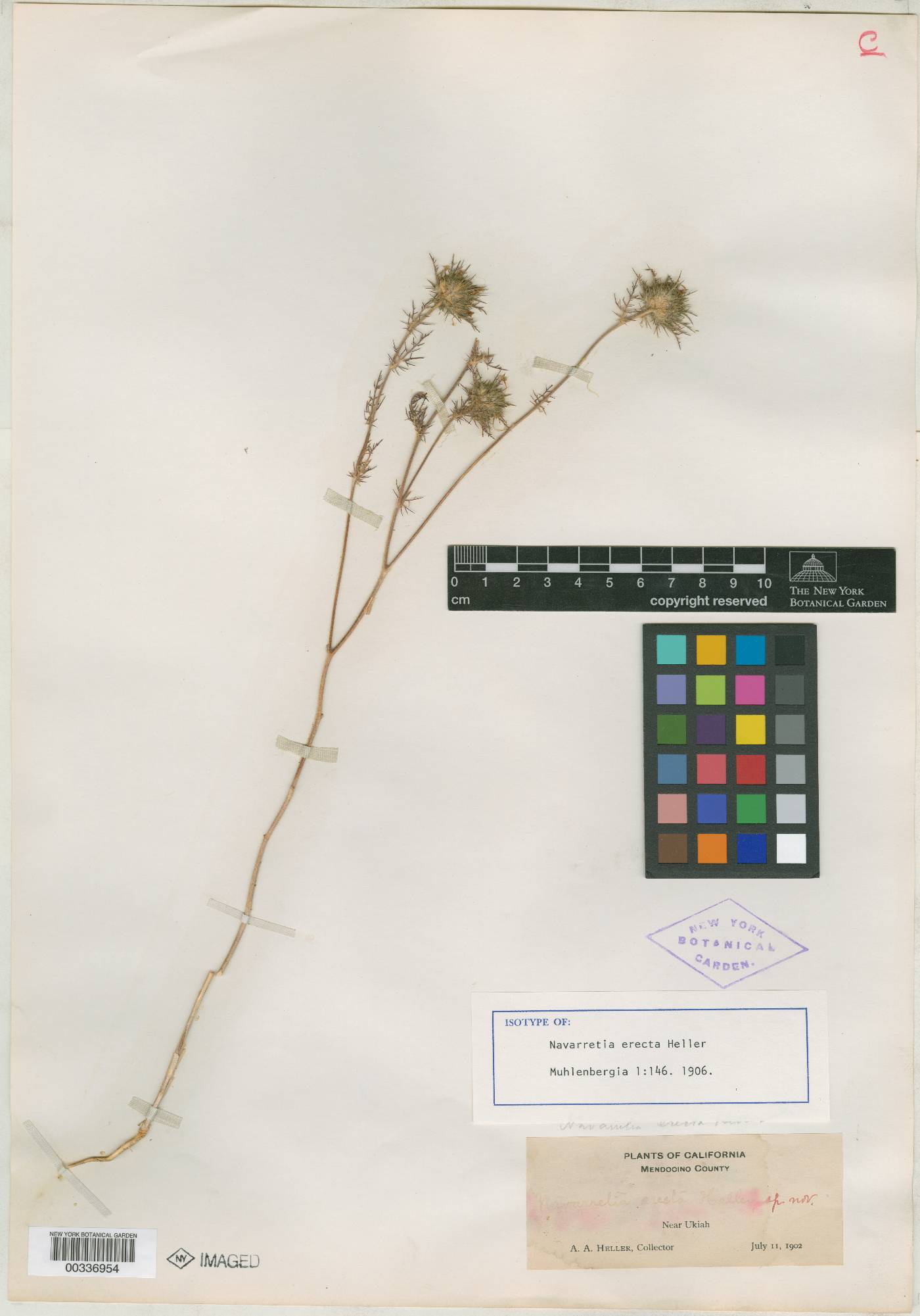 Navarretia erecta image