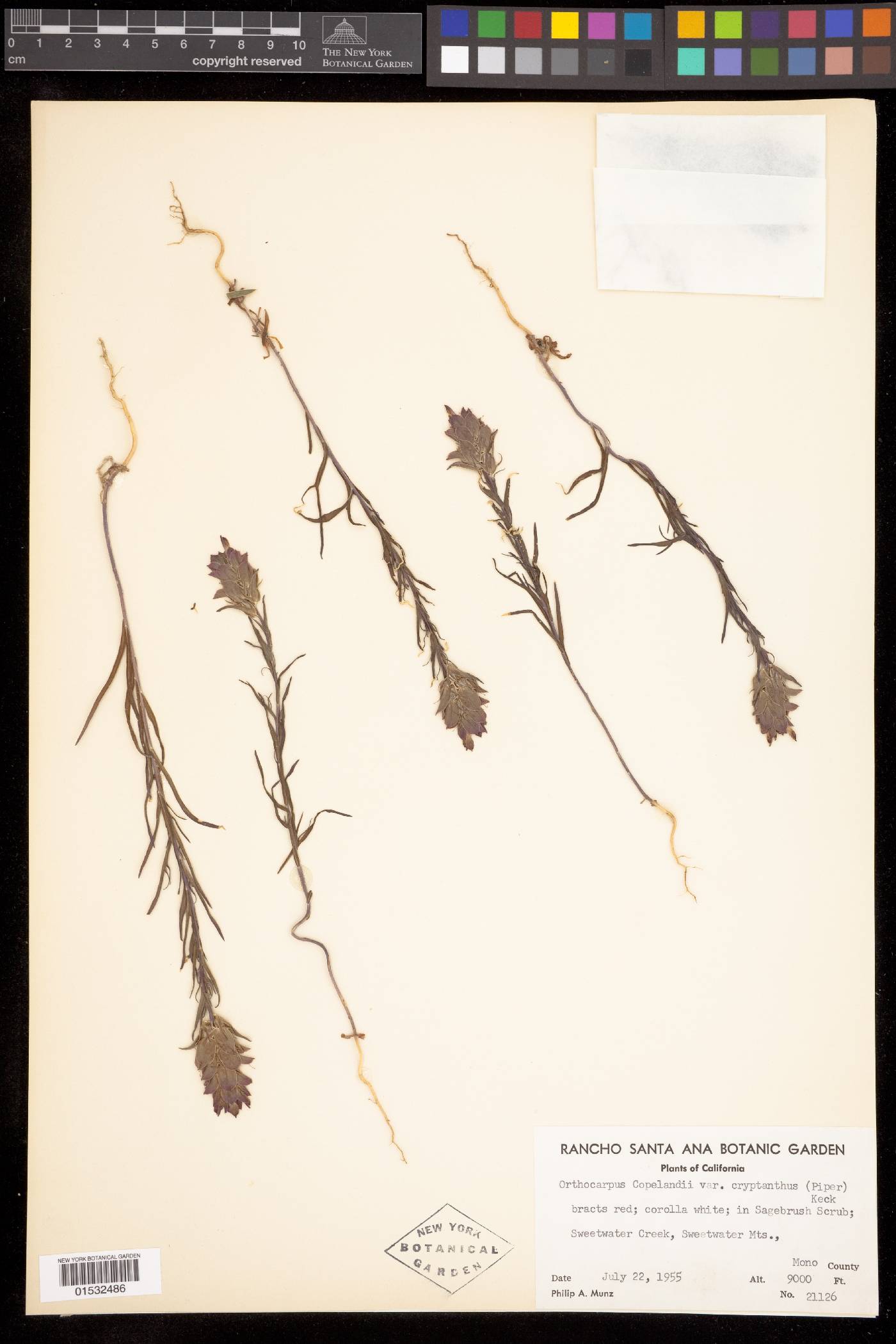 Orthocarpus cuspidatus var. copelandii image