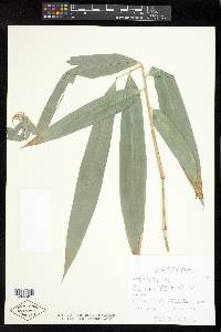 Image of Gigantochloa verticillata