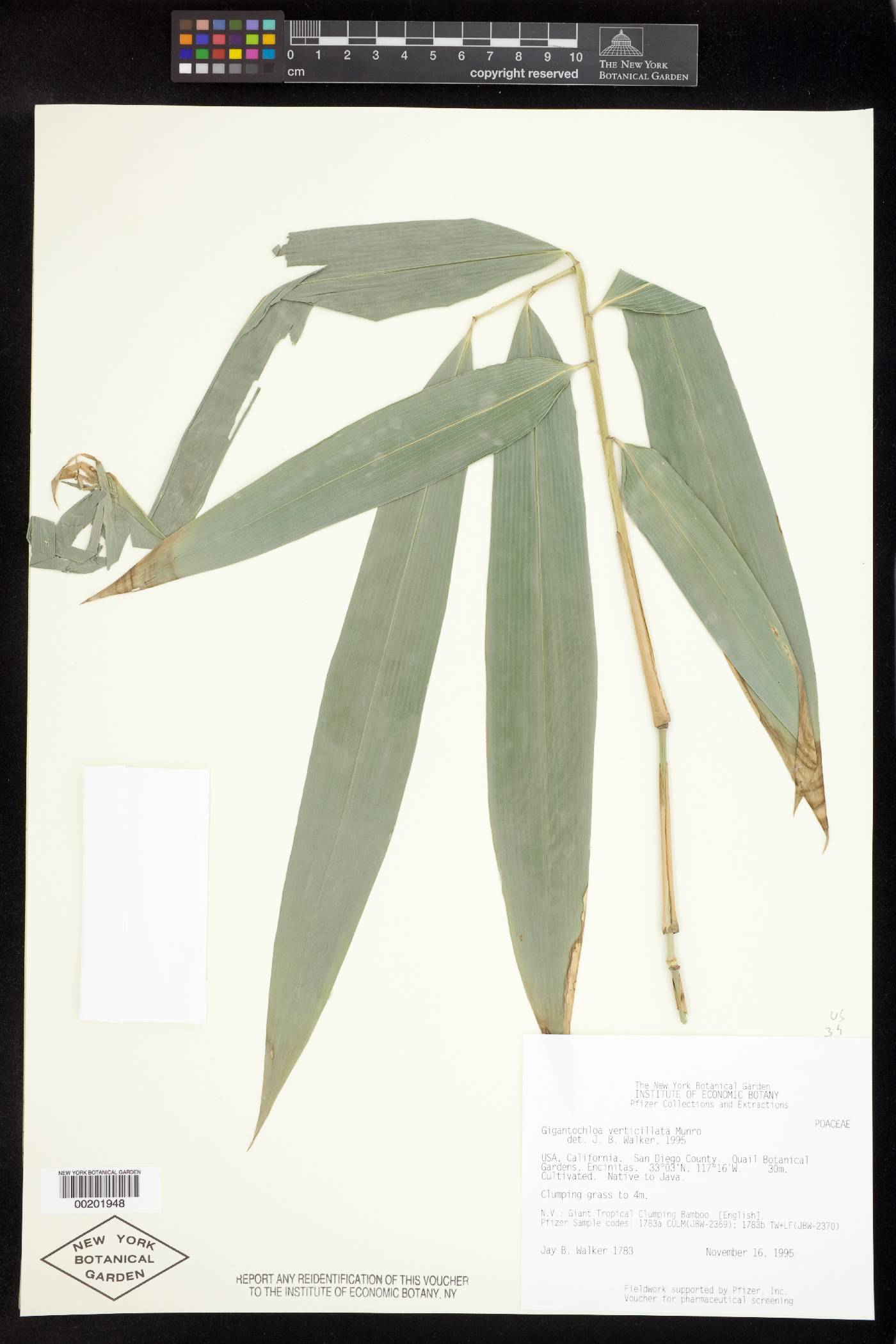 Gigantochloa verticillata image