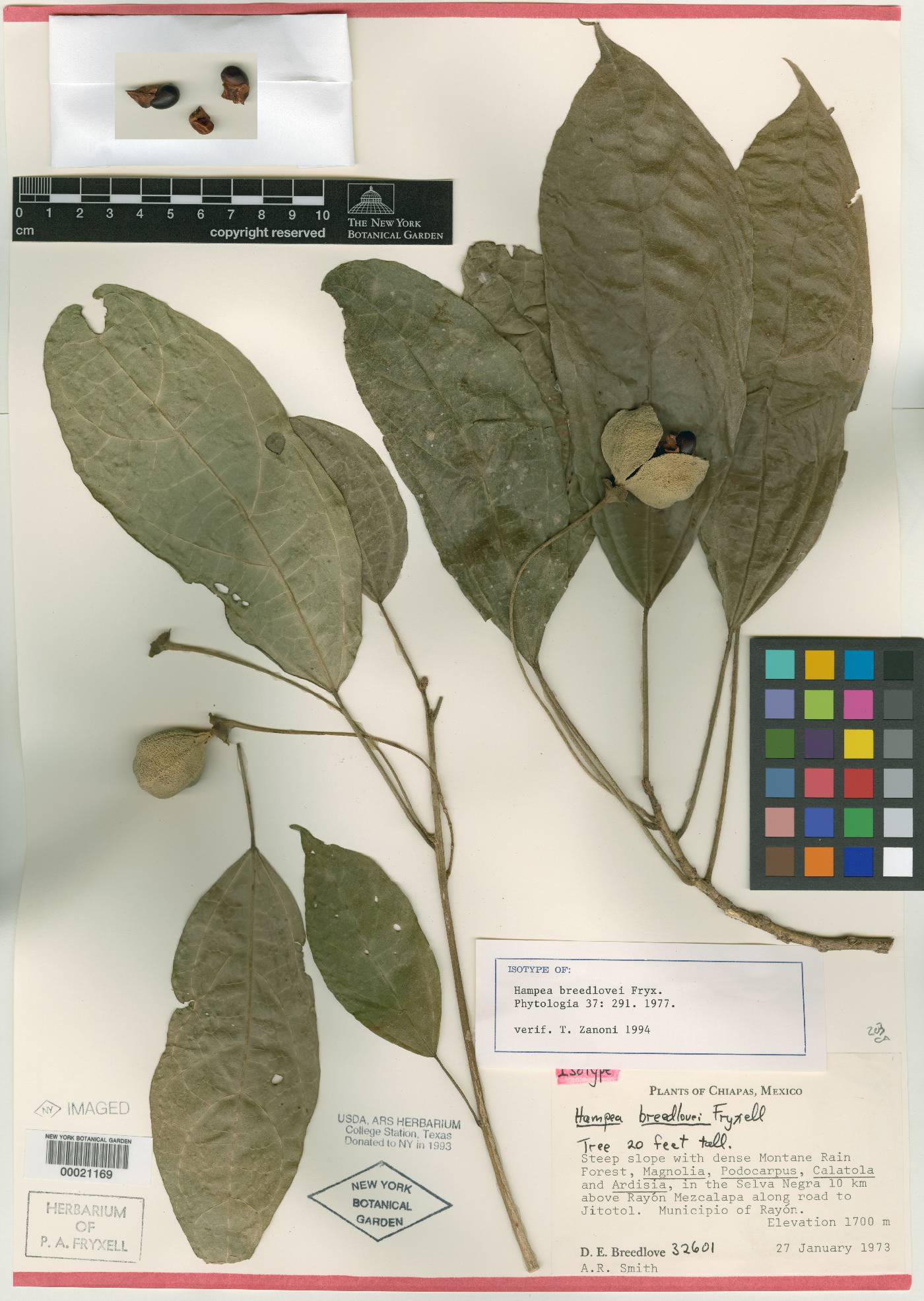 Hampea breedlovei image