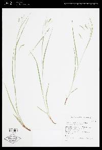 Carex debilis var. rudgei image