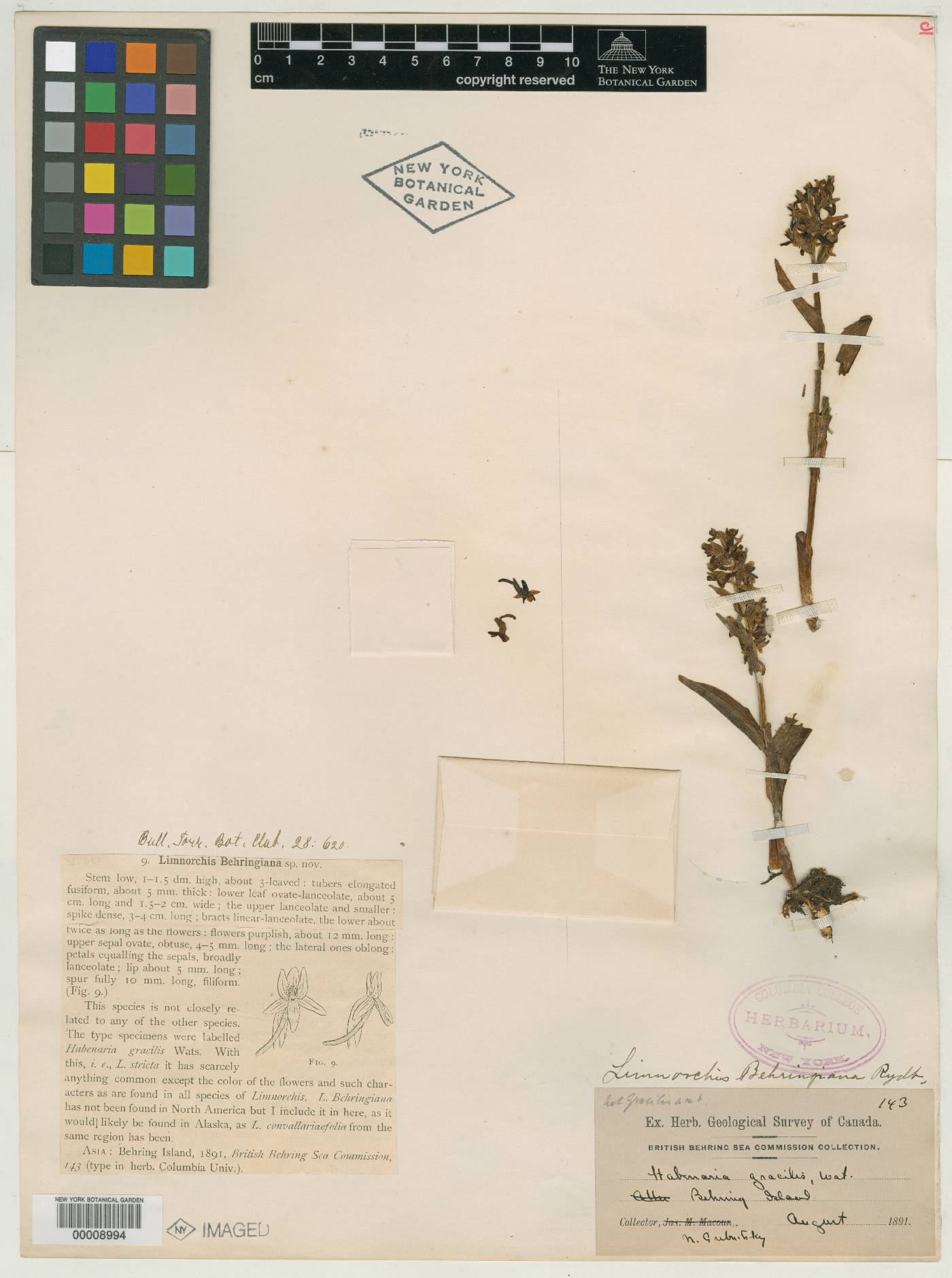 Platanthera tipuloides var. behringiana image