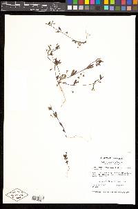 Collinsia parviflora image