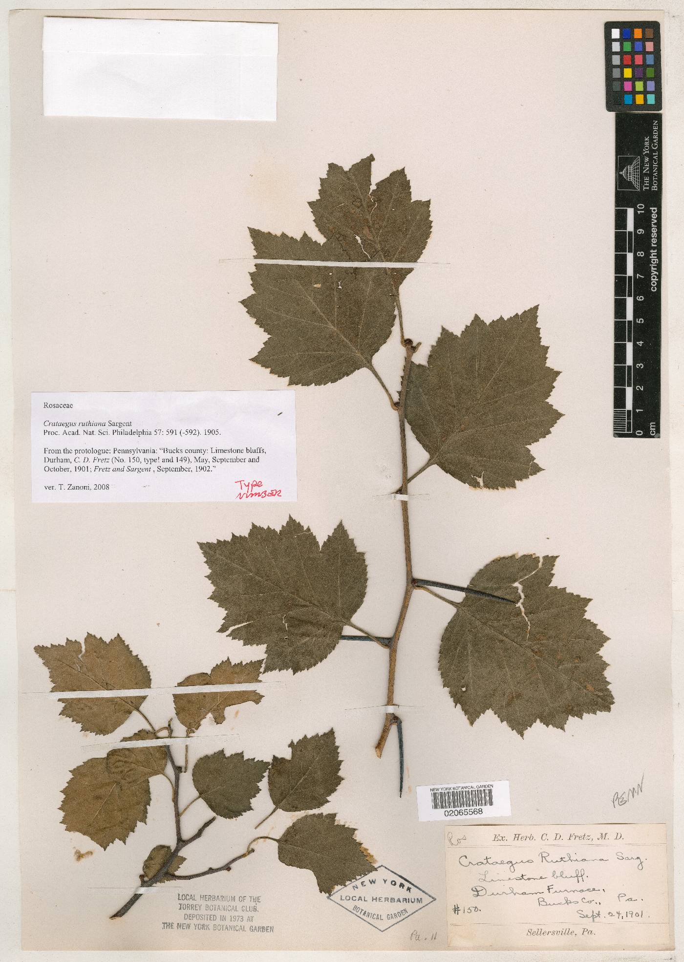 Crataegus ruthiana image