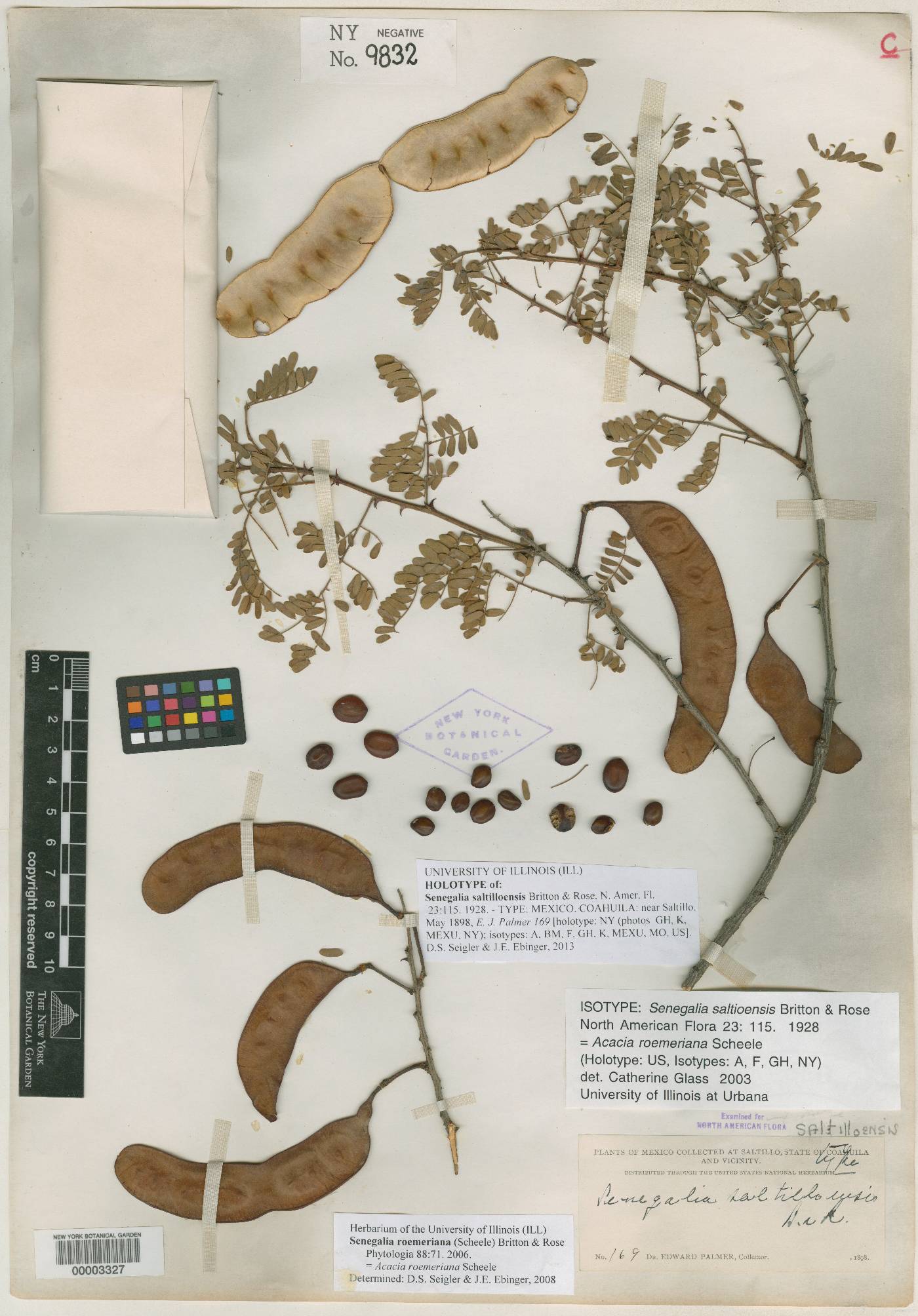 Acacia saltilloensis image