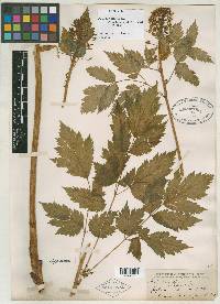 Actaea rubra image